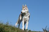 SIBERIAN HUSKY 909